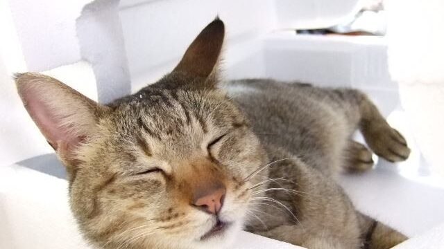 肩こりや不眠症を改善する方法