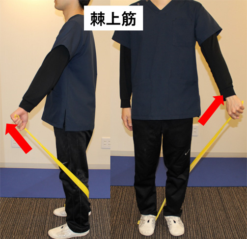 棘上筋