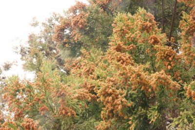 花粉症に大変効果的な治療があります。