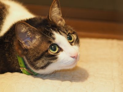 肩の痛みで「仕事ができなくなる」と不安でした。（京都市北区の男性）